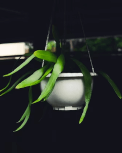 Grow lights for indoor plants 