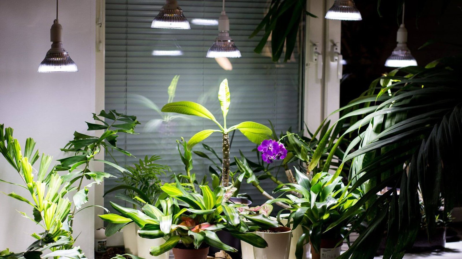 Grow Lights for Indoor Plant Growth