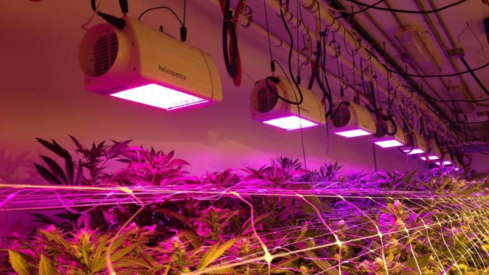 What are the benefits of plant growth Lights