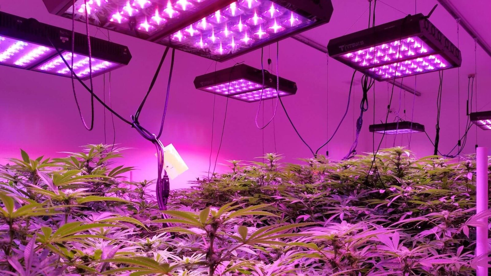 Maximizing Plant Growth with Grow Lights 