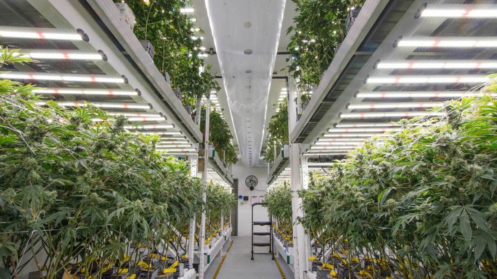 Maximizing Plant Growth with Grow Lights