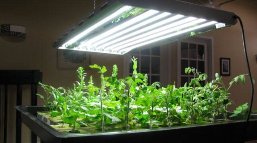 Maximizing Plant Growth with Grow Lights